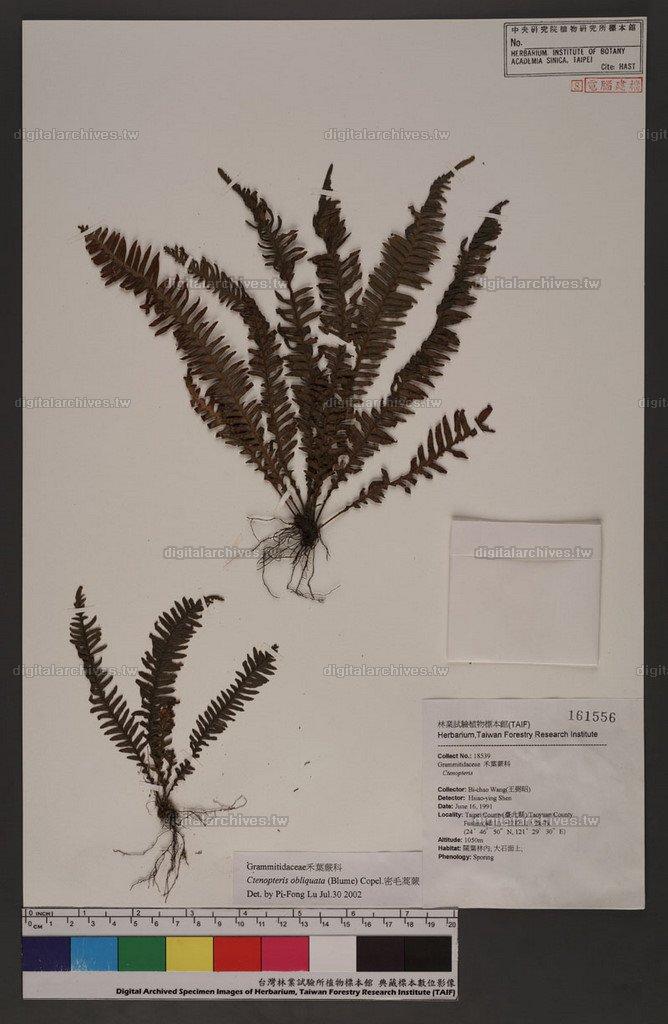 Ctenopteris obliquata (Blume) Tagawa 密毛蒿蕨