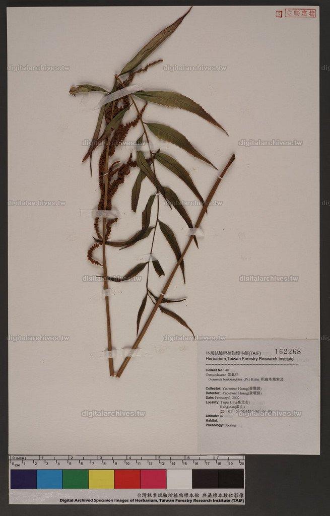 Osmunda banksiaefolia (Pr.) Kuhn 粗齒革葉紫萁