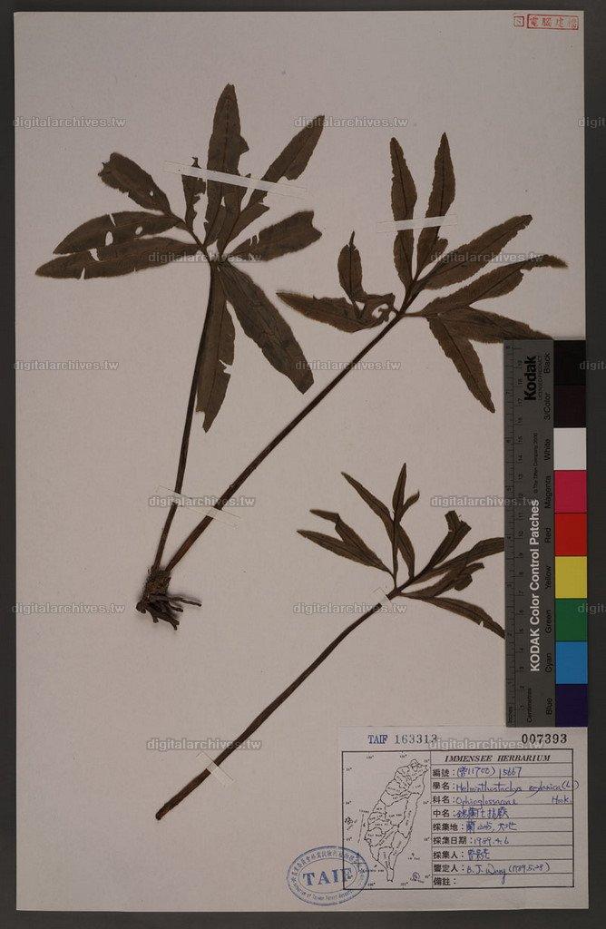 Helminthostachys zeylanica (L.) Hook. 錫蘭七指蕨