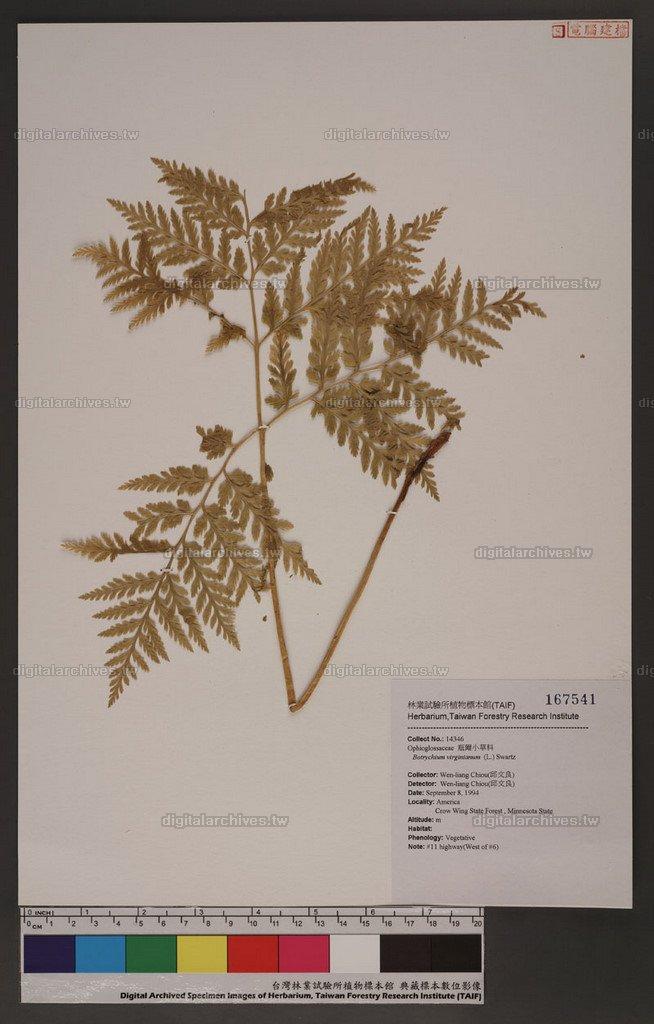 Botrychium virginianum (L.) Swartz