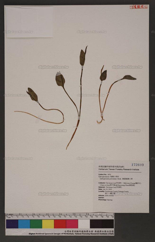 Ophioglossum petiolatum Hook. 鈍頭瓶爾小草