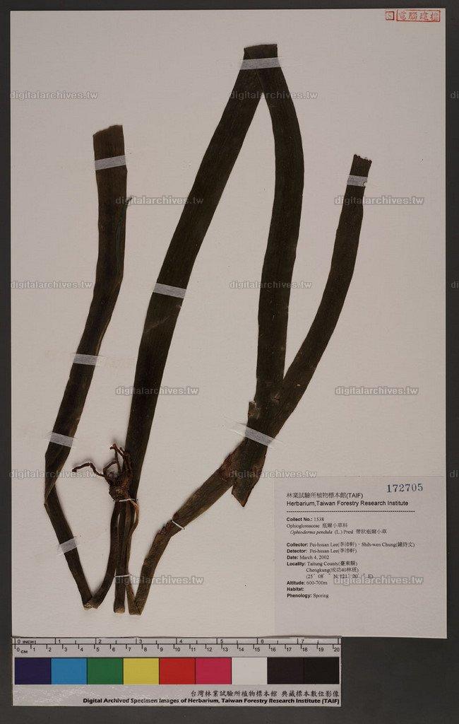 Ophioderma pendula (L.) Presl 帶狀瓶爾小草