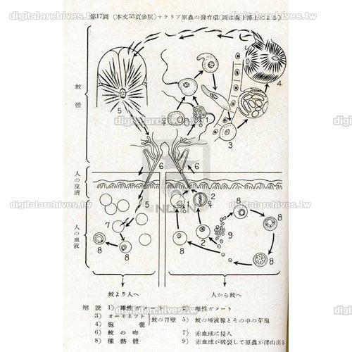 日文標題:マラリア原蟲の發育環（圖は森下博士による）中文標題:瘧疾原蟲的生長環境（圖是森下博士）
