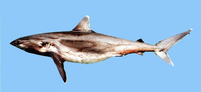 中文名:白邊鰭白眼鮫學名:Carcharhinus albimarginatus台灣俗名:大沙大陸名:白邊真鯊