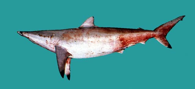 中文名:薔薇白眼鮫學名:Carcharhinus brevipinna台灣俗名:大沙大陸名:短鰭真鯊