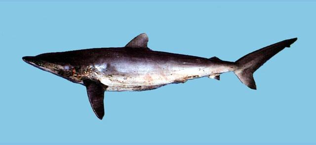 中文名:平滑白眼鮫學名:Carcharhinus falciformis台灣俗名:大沙大陸名:鐮狀真鯊
