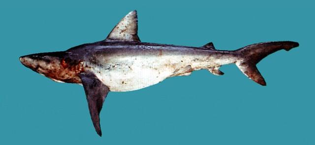 中文名:公牛白眼鮫學名:Carcharhinus leucas台灣俗名:大沙大陸名:低鰭真鯊