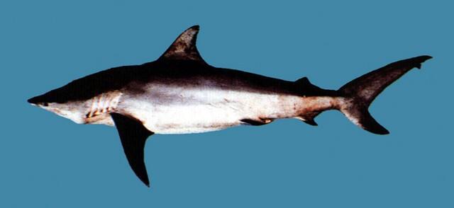 中文名:黑邊鰭白眼鮫學名:Carcharhinus limbatus台灣俗名:黑斑沙大陸名:黑梢真鯊