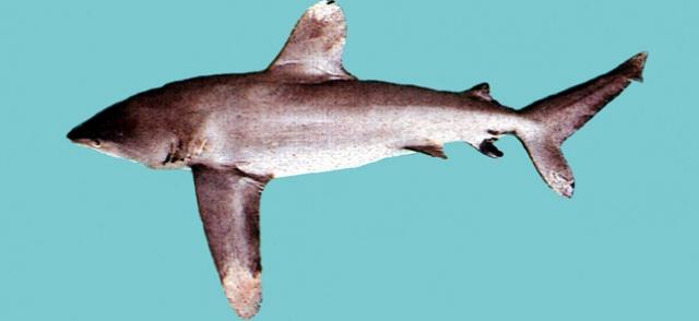 中文名:污斑白眼鮫學名:Carcharhinus longimanus台灣俗名:大沙大陸名:長鰭真鯊