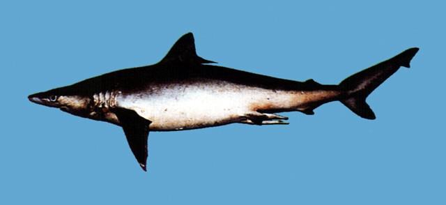 中文名:槍頭白眼鮫學名:Carcharhinus macloti台灣俗名:大沙大陸名:麥氏真鯊