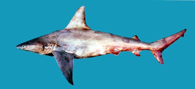 中文名:高鰭白眼鮫學名:Carcharhinus plumbeus台灣俗名:大沙大陸名:鉛灰真鯊