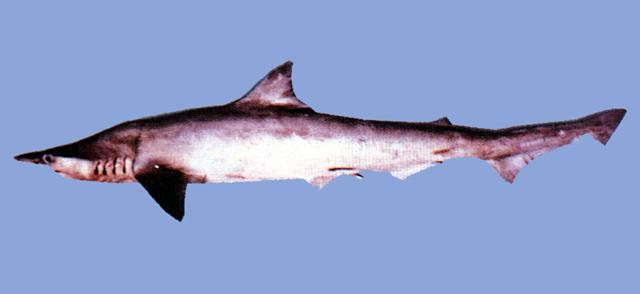 中文名:寬尾曲齒鮫學名:Scoliodon laticaudus台灣俗名:沙仔、尖頭沙大陸名:寬尾斜齒鯊