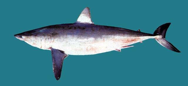 中文名:灰鯖鮫學名:Isurus oxyrinchus台灣俗名:馬加鯊、煙仔沙大陸名:尖吻鯖鯊