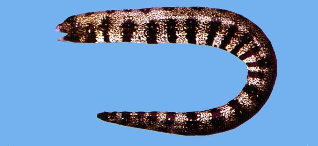 中文名:星帶蝮鯙