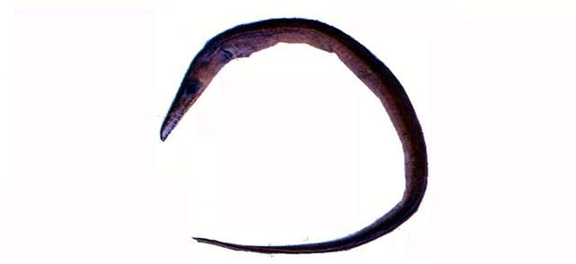 中文名:狹頜海鰻