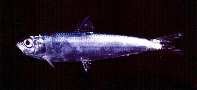 中文名:斑點青鱗學名:Herklotsichthys punctatus台灣俗名:青鱗仔、鰮仔大陸名:斑點似青鱗魚