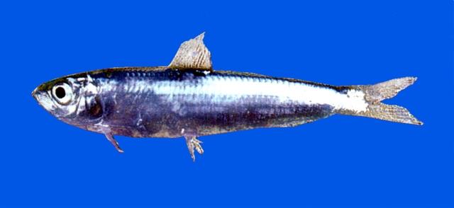 中文名:四點青鱗學名:Herklotsichthys quadrimaculatus台灣俗名:青鱗仔、鰮仔、扁仔大陸名:藍帶似青鱗魚