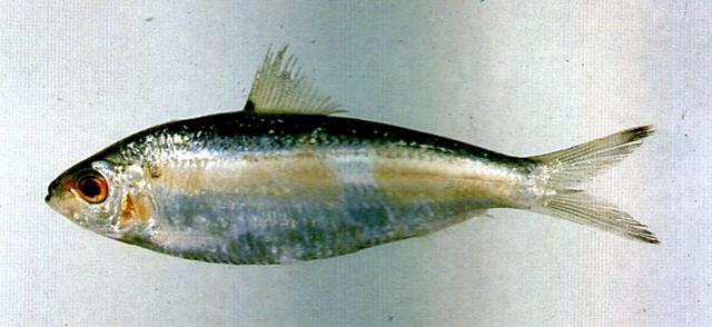 中文名:黑尾小砂學名:Sardinella melanura台灣俗名:青鱗仔、鰮仔、沙丁魚、扁仔、扁鰮大陸名:黑尾小沙丁魚