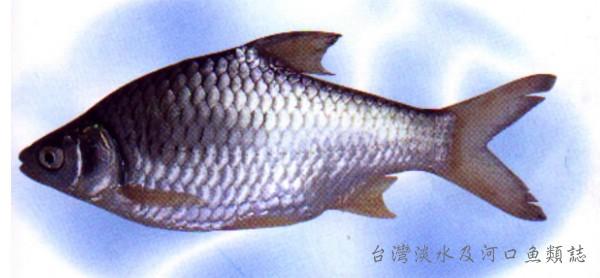 中文名:高體高鬚魚