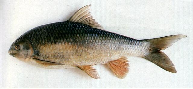 中文名:高身鏟頜魚學名:Varicorhinus alticorpus台灣俗名:高身鯝魚、赦鮸、鮸仔大陸名:高體白甲魚