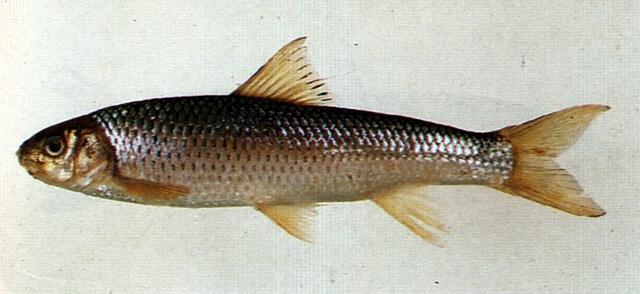 中文名:台灣鏟頜魚學名:Varicorhinus barbatulus台灣俗名:苦花、鯝魚、苦偎、齊頭偎大陸名:台灣白甲魚