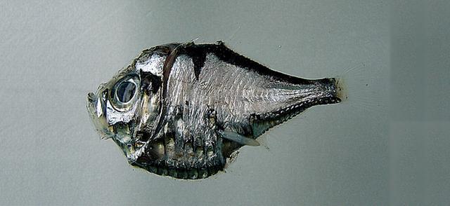 中文名:頭棘燭光魚