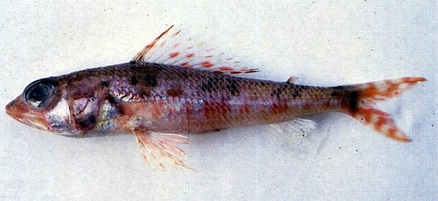 中文名:仙女魚