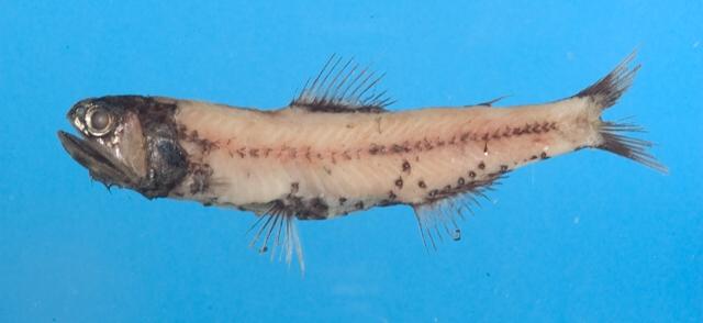 中文名:渡瀨眶燈魚學名:Diaphus watasei台灣俗名:燈籠魚、七星魚、光魚大陸名:瓦氏眶燈魚
