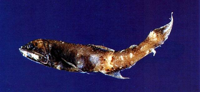 中文名:細斑珍燈魚學名:Lampanyctus alatus台灣俗名:燈籠魚、七星魚、光魚大陸名:翼珍燈魚