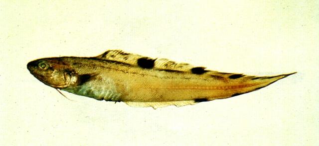 中文名:斑新鼬魚