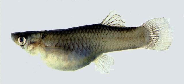 中文名:大肚魚學名:Gambusia affinis台灣俗名:大肚仔、胎鱂大陸名:食蚊魚
