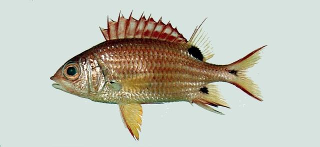 中文名:黑點棘鱗魚學名:Sargocentron melanospilos台灣俗名:金鱗甲、鐵甲兵、瀾公妾、鐵線婆大陸名:黑點棘鱗魚
