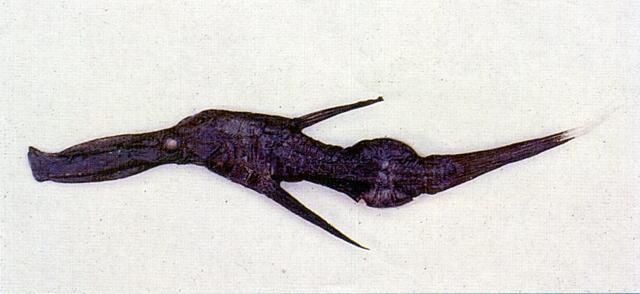 中文名:鋸吻剃刀魚