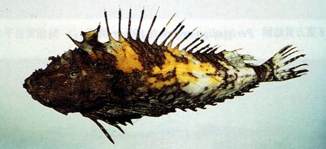 中文名:中華鬼鮋