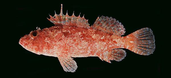 中文名:斑點紅鮋