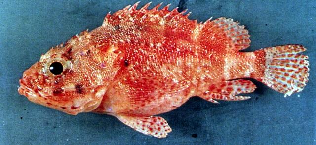 中文名:短翅小鮋