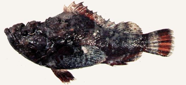 中文名:駝背石狗公