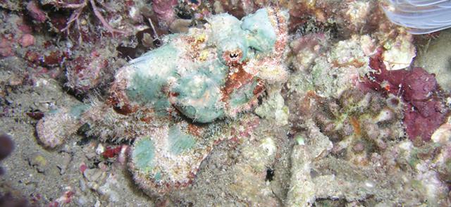 中文名:尖頭石狗公