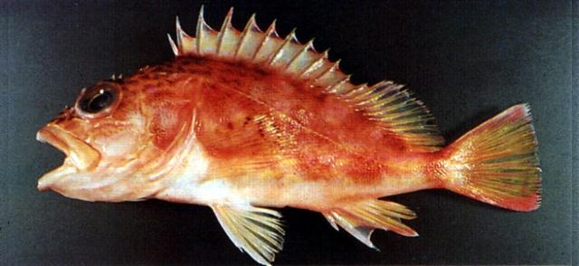 中文名:白條紋石狗公