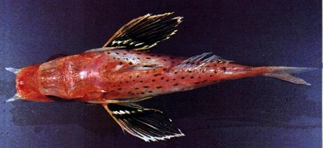 中文名:尖棘角魚