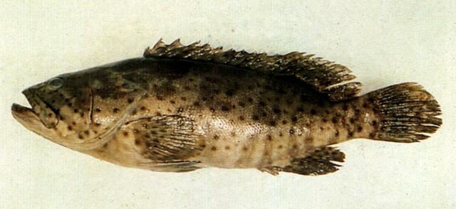 中文名:點帶石斑魚