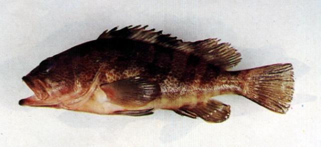 中文名:擬青石斑魚