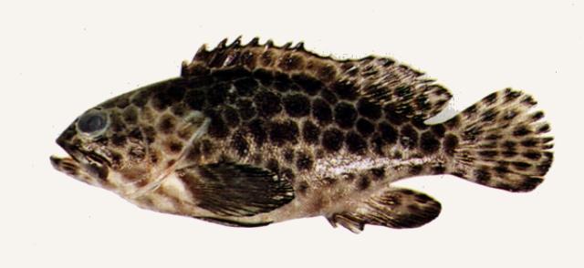 中文名:玳瑁石斑魚