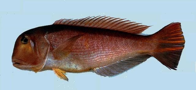 中文名:日本馬頭魚