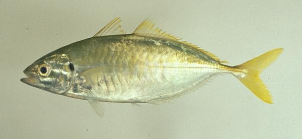 中文名:游鰭葉鰺