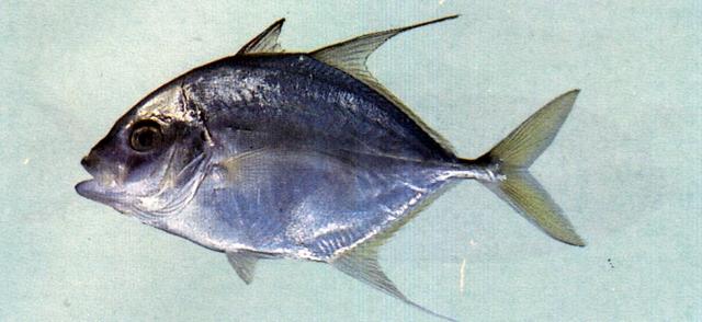 中文名:青羽若鰺