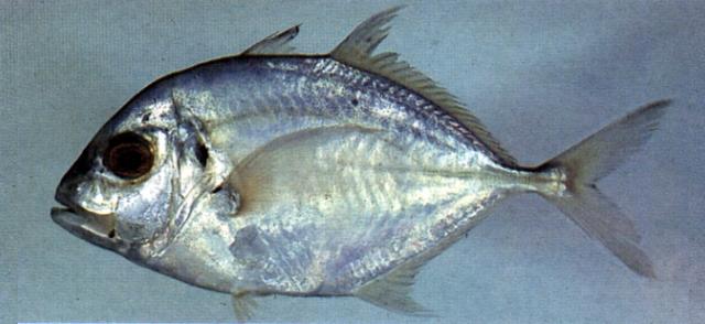 Carangoides Malabaricus