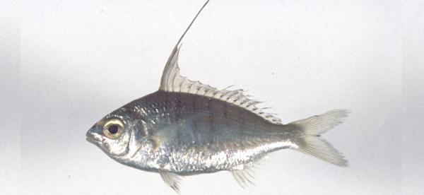 中文名:大棘鑽嘴魚