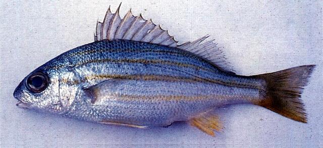 中文名:四帶雞魚