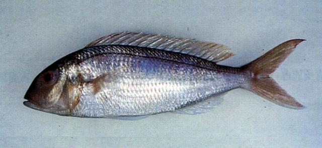 中文名:紅金線魚